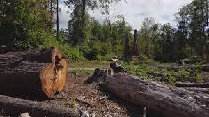 Best Tree Disease Treatment  in Lake Monticello, VA