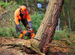 Best Root Management and Removal  in Lake Monticello, VA