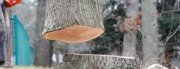 Best Tree Removal  in Lake Monticello, VA