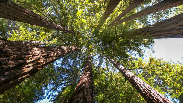 Best Tree Maintenance Programs  in Lake Monticello, VA