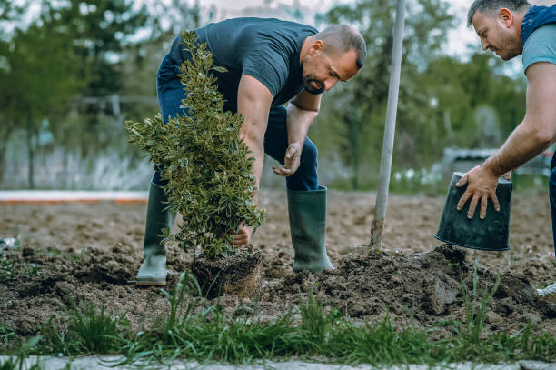 Best Tree Mulching  in Lake Monticello, VA
