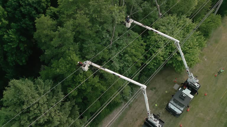 Best Tree Risk Assessment  in Lake Monticello, VA