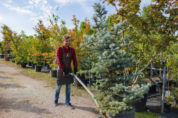 How Our Tree Care Process Works  in  Lake Monticello, VA
