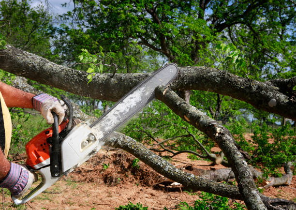 Best Lawn Grading and Leveling  in Lake Monticello, VA